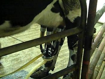 Borden - Calder Dairy cow attached to milching machine